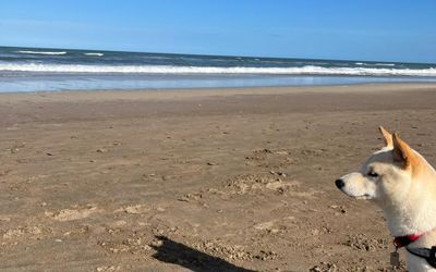 AlojamientoCariloPrinces - Pet Friendly