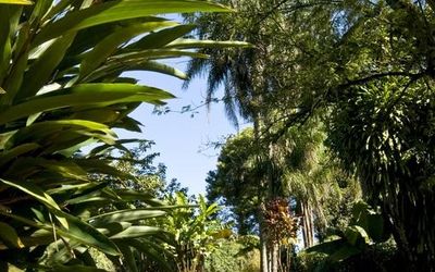 RaicesEsturionLodge - Caminatas & Jardines Selváticos