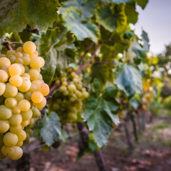 Glamping Toneles y Viñedos