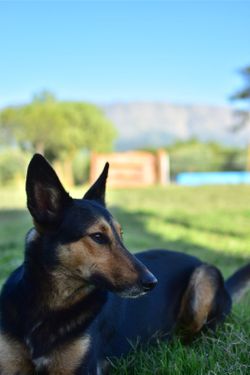 LaNubiaCabanas - Mascotas permitidas