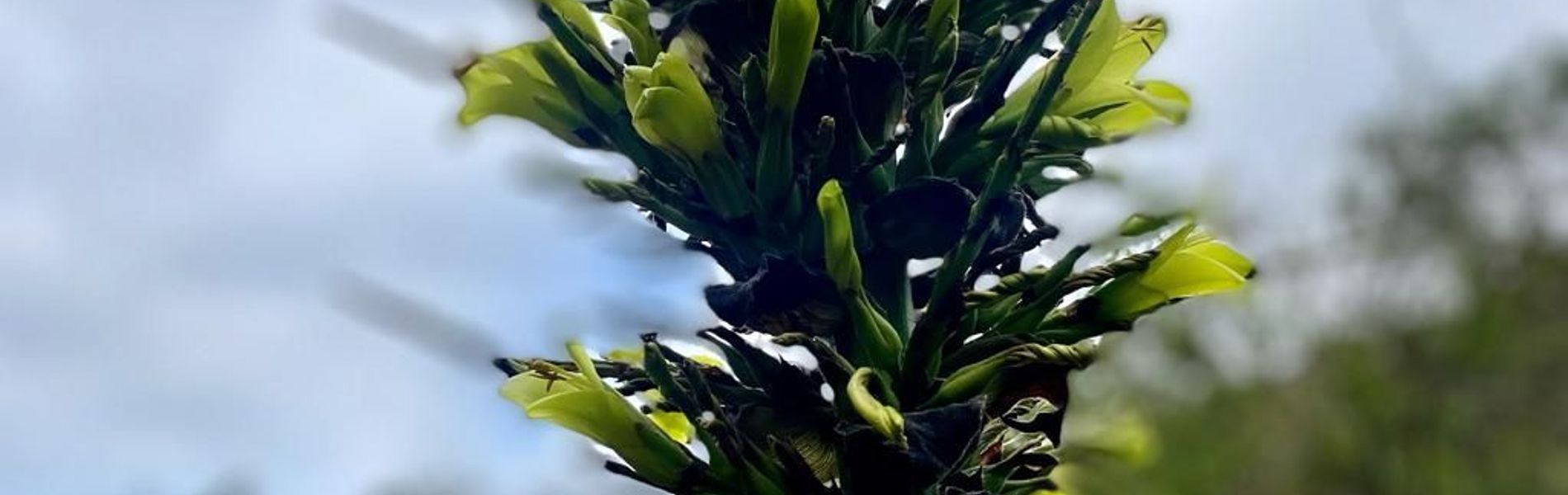 Zapallar Lagoon Park