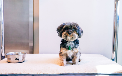 HotelMaryCielo503 - 
                                    Mascotas Permitidas                                