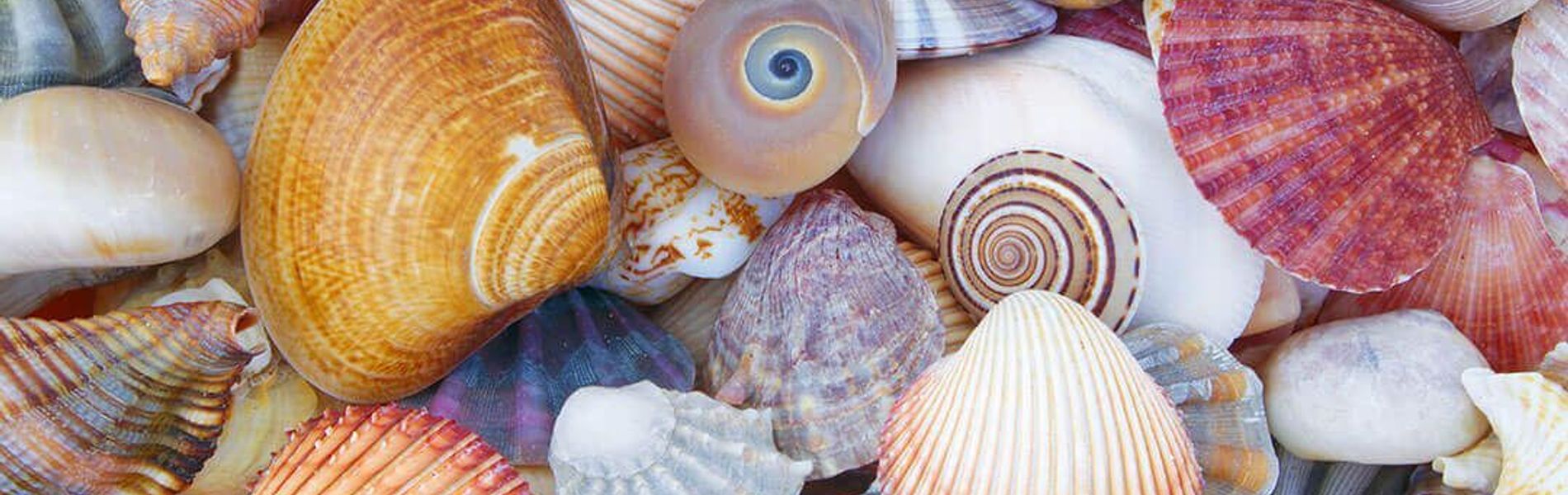 Bahia Caracoles  Apart Hotel