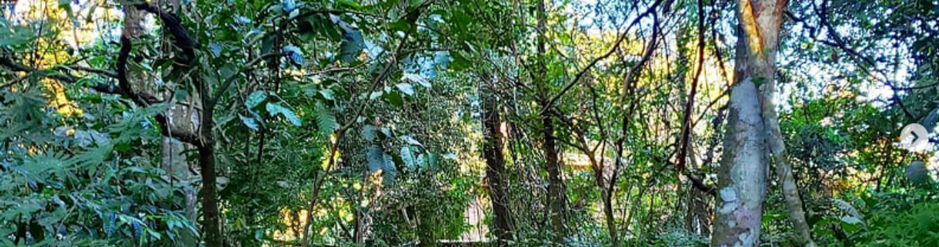 O Jungle Village Lodge