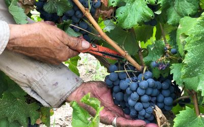 HotelAguamiel - Cosecha de Malbec