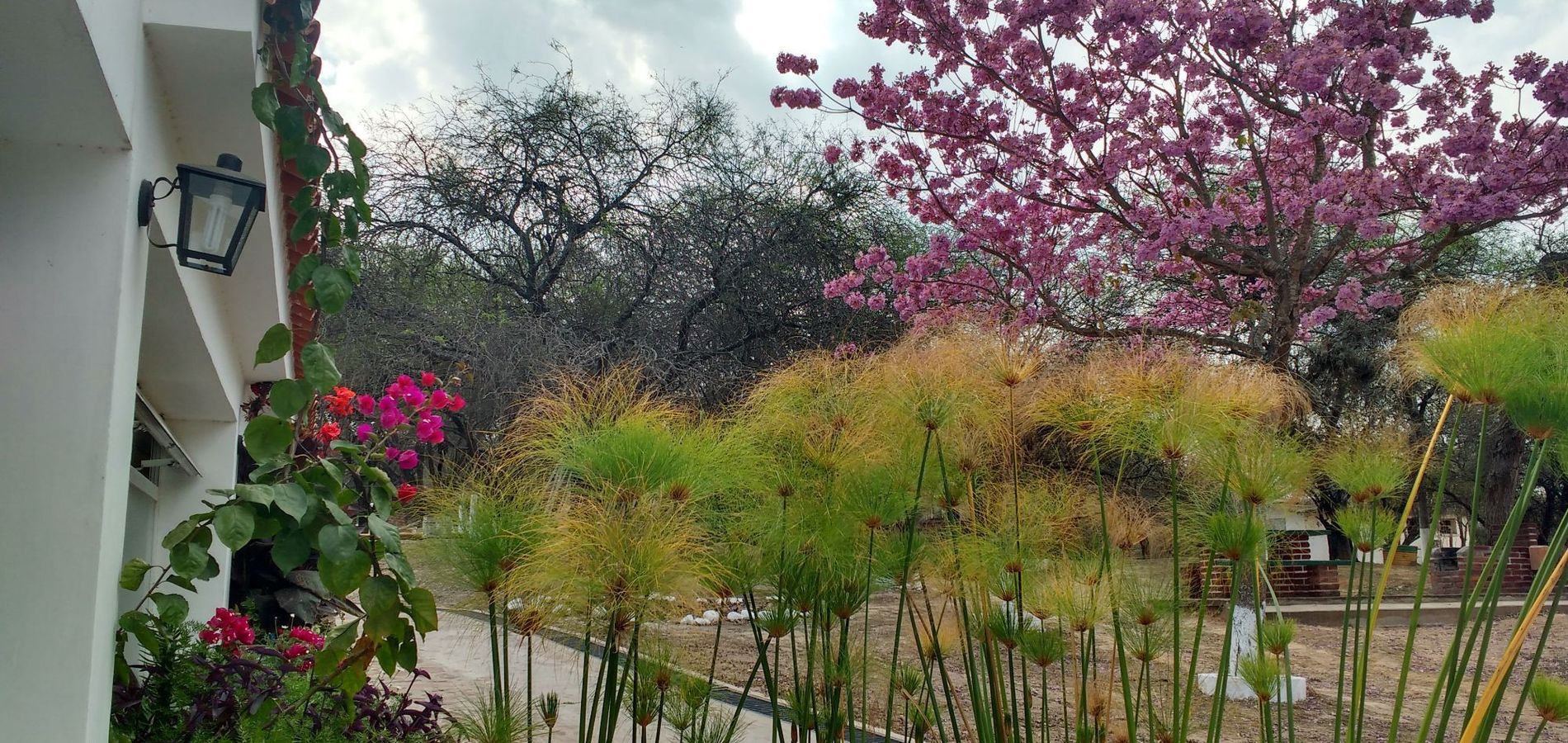 Complejo Termal El Sauce