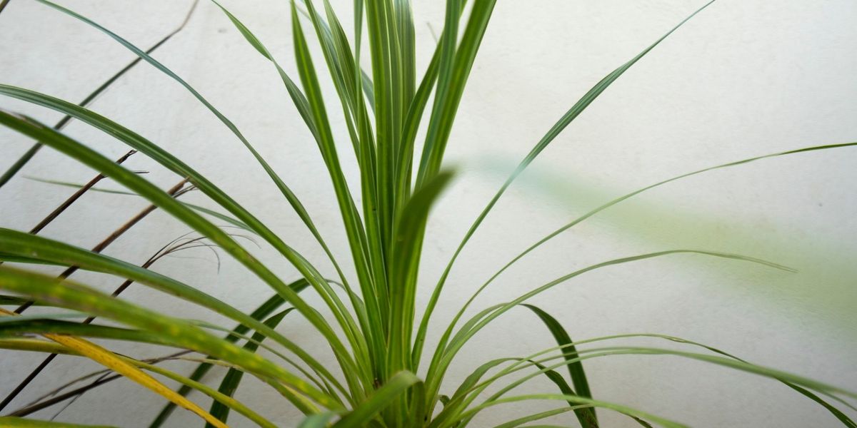 Apart Hotel Valeria Playa 