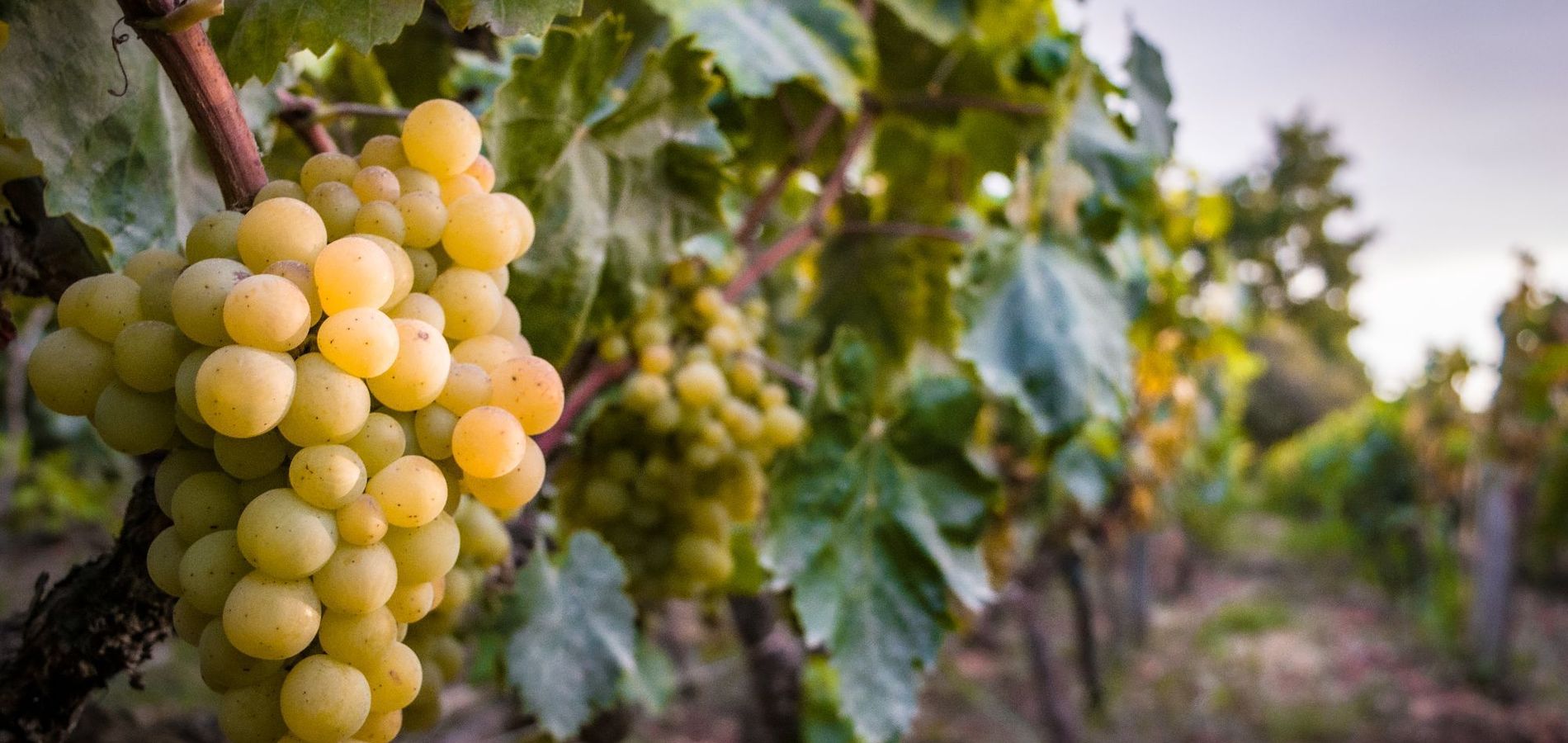 Glamping Toneles y Viñedos