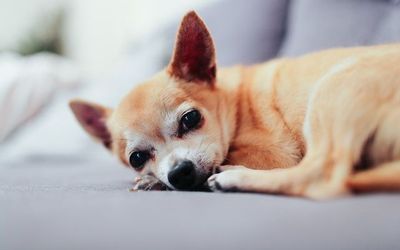 LagosDelCalafate - Pet Friendly