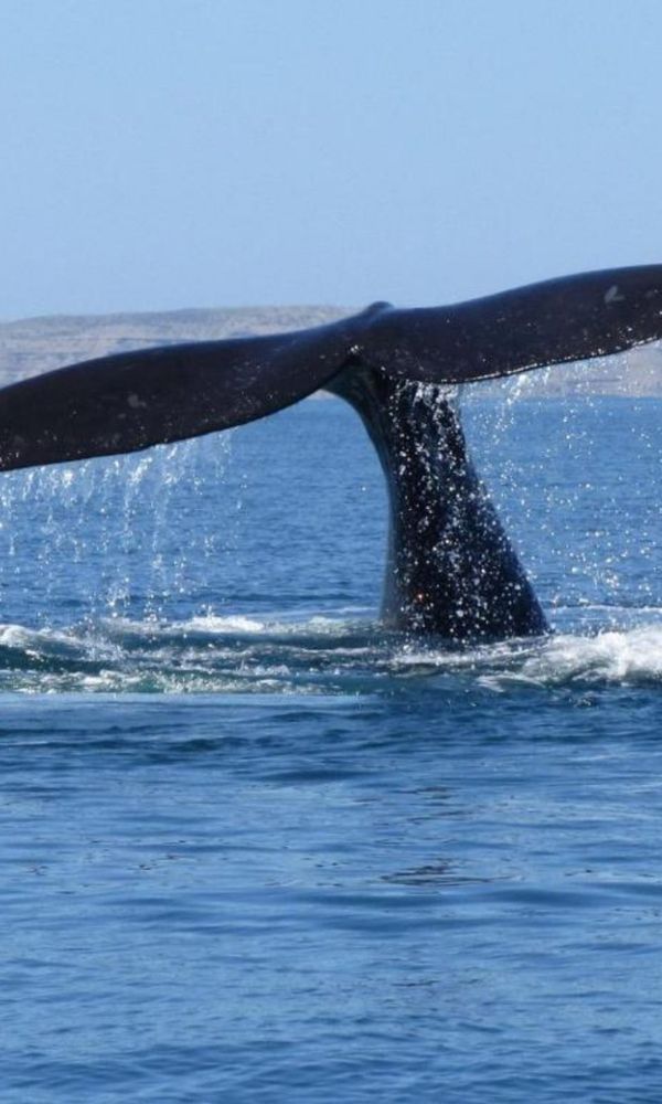 HOTEL & CASINO DEL RÍO LAS GRUTAS