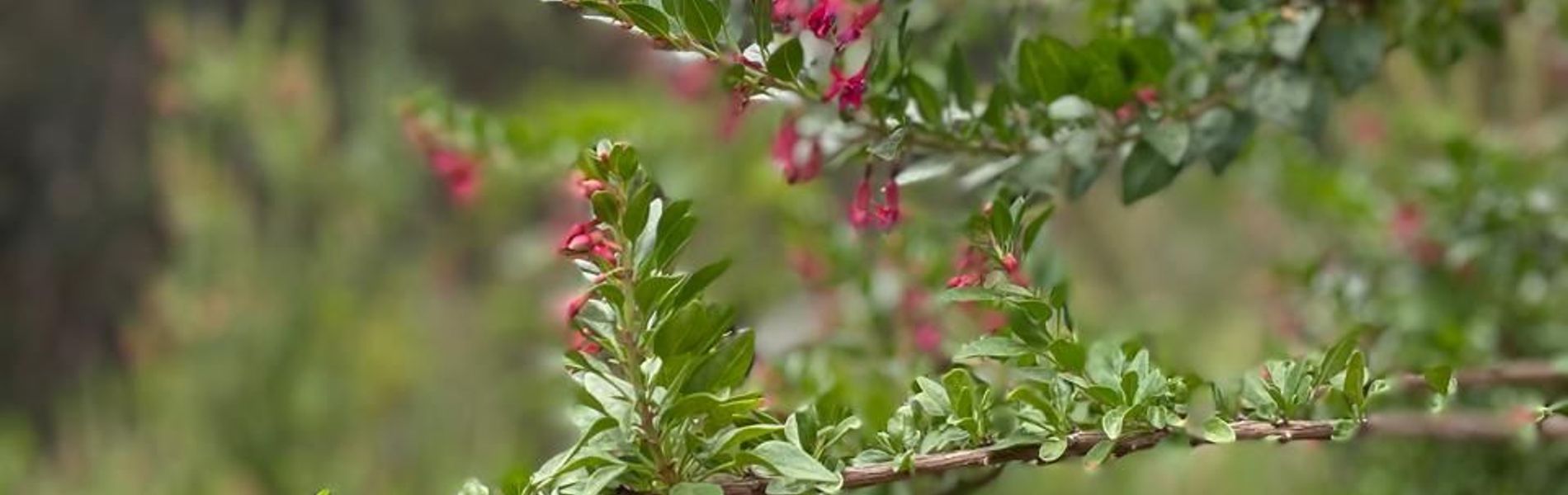 Zapallar Lagoon Park