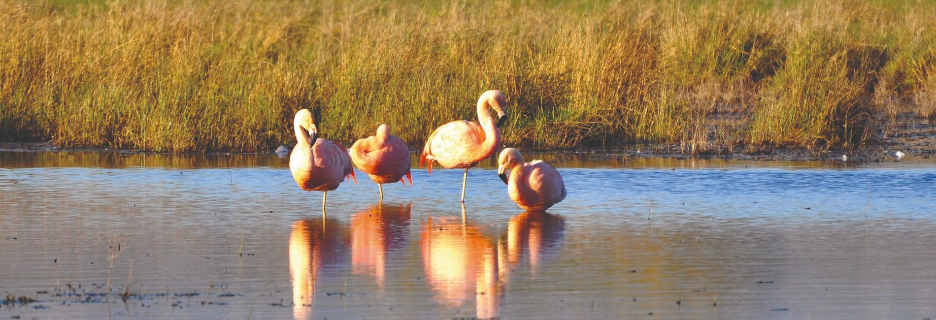 Terraza Coirones Hotel