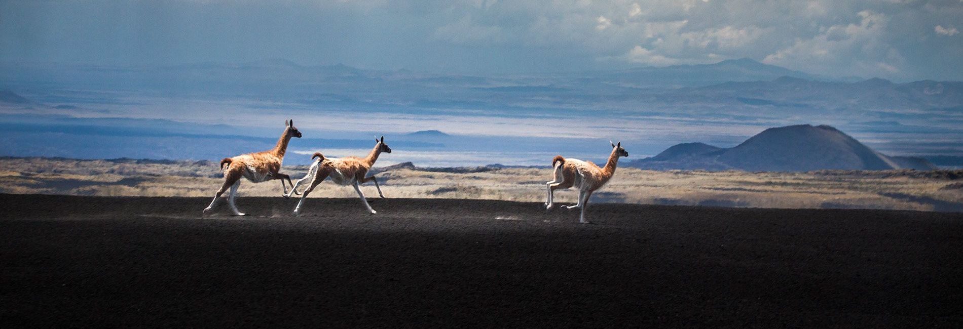 Paradise Departamentos