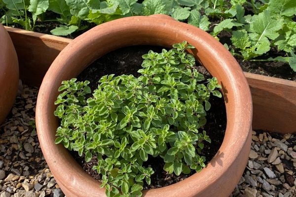 Día de campo Gaucho