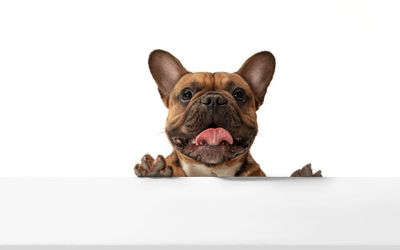 DelBonoPark - Pet Friendly