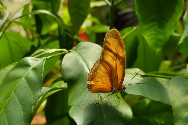 Glamping Selva Iguazú