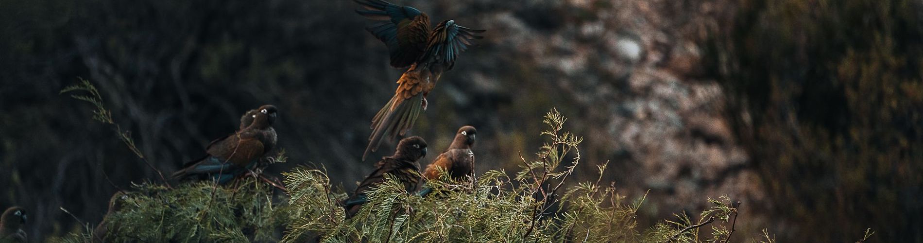 Hotel El Chiflón Posta Pueblo