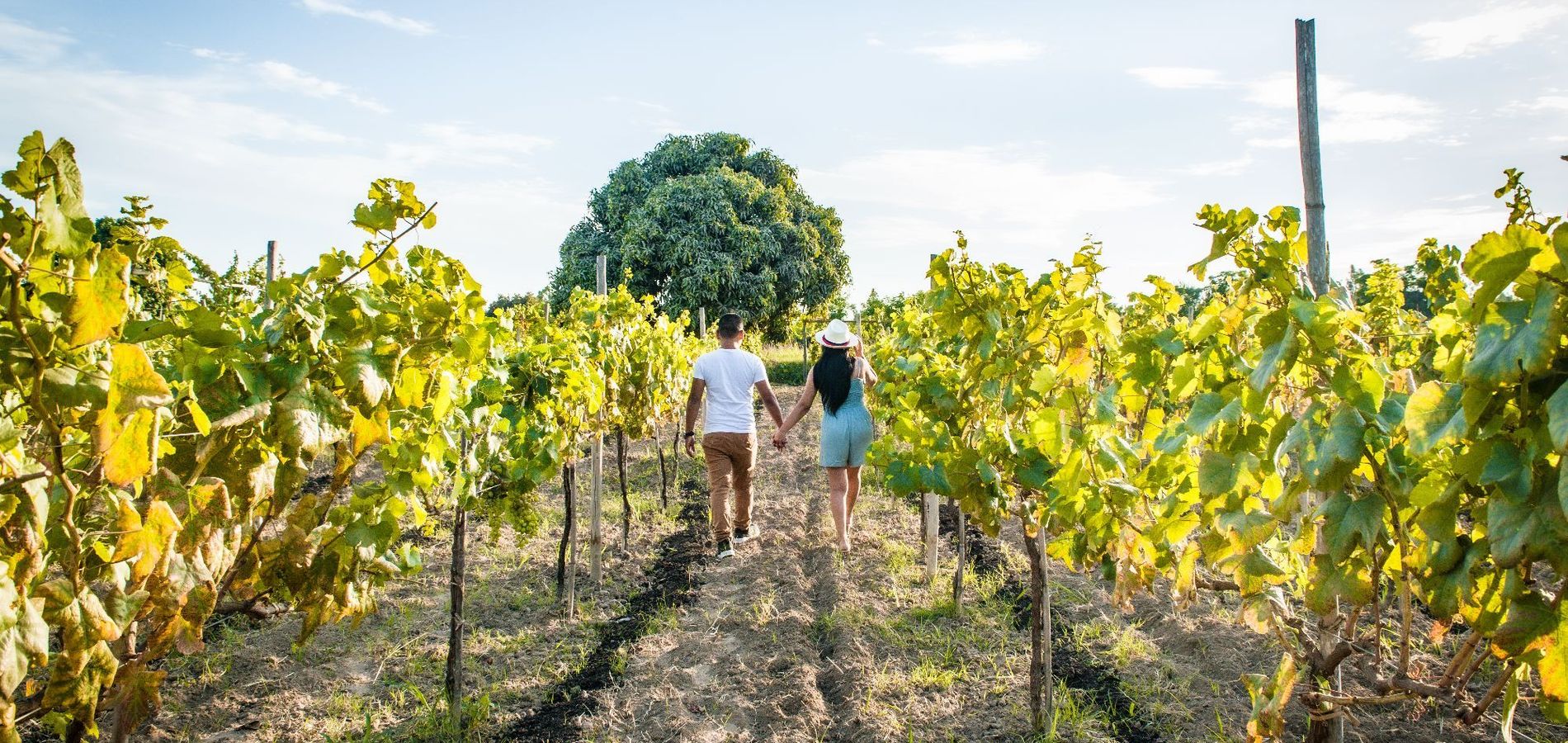 Glamping Toneles y Viñedos