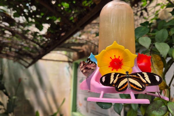 Glamping Selva Iguazú