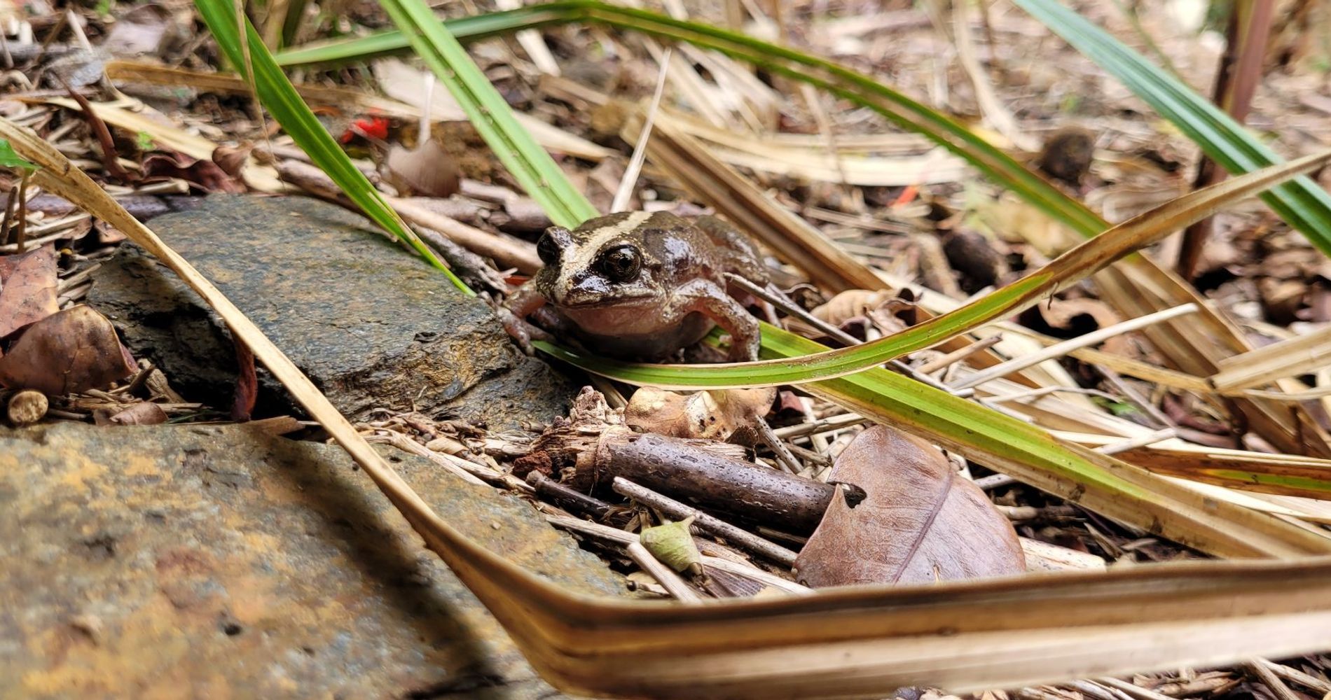 Complejo Turístico La Rueda del Chucao