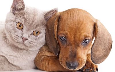 Careyes - Admitimos mascotas con previo aviso