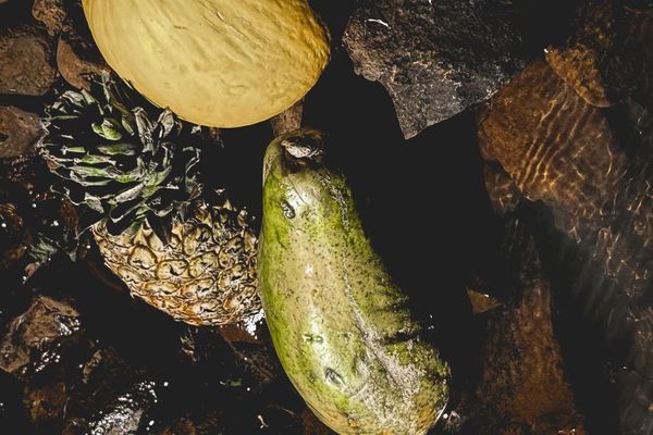 Glamping Selva Iguazú