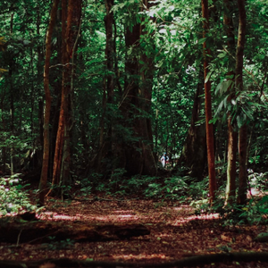 Plantar un árbol