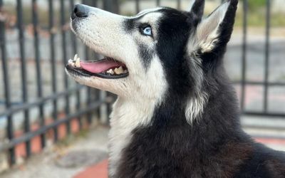 LASPILONERASAPARTAHOTEL - Pet-Friendly