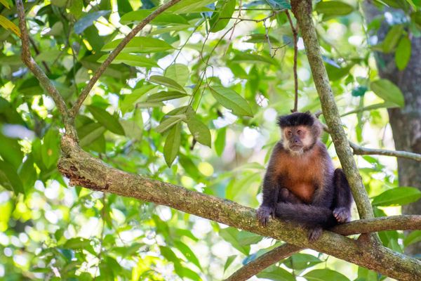 Glamping Selva Iguazú