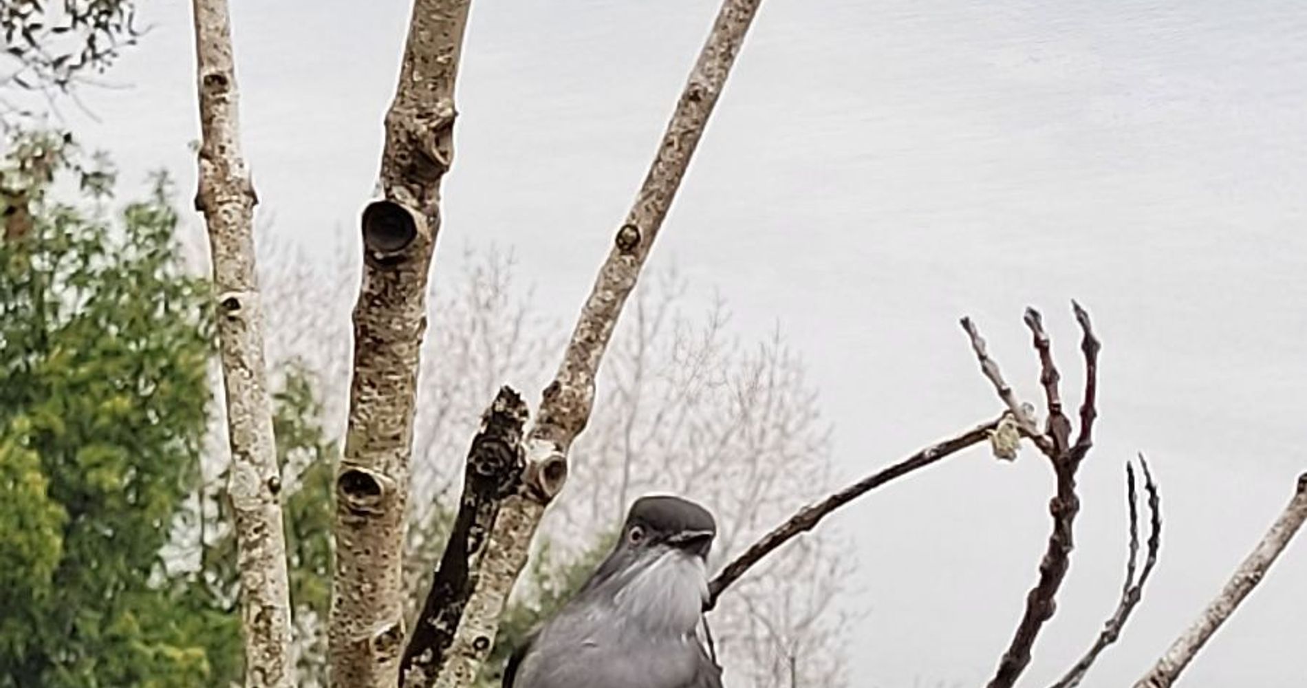 Complejo Turístico La Rueda del Chucao