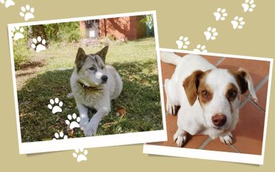 HotelPosadadelRioParqueMetrenehue - Mascotas bienvenidas