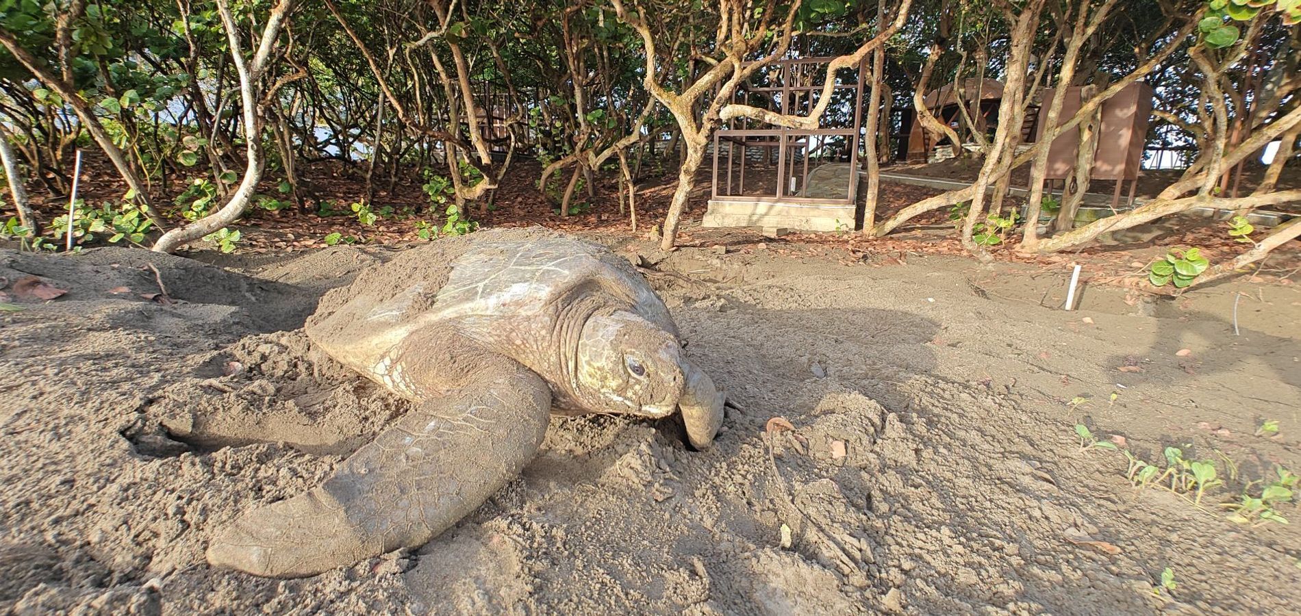 Hotel Playa Tortugas