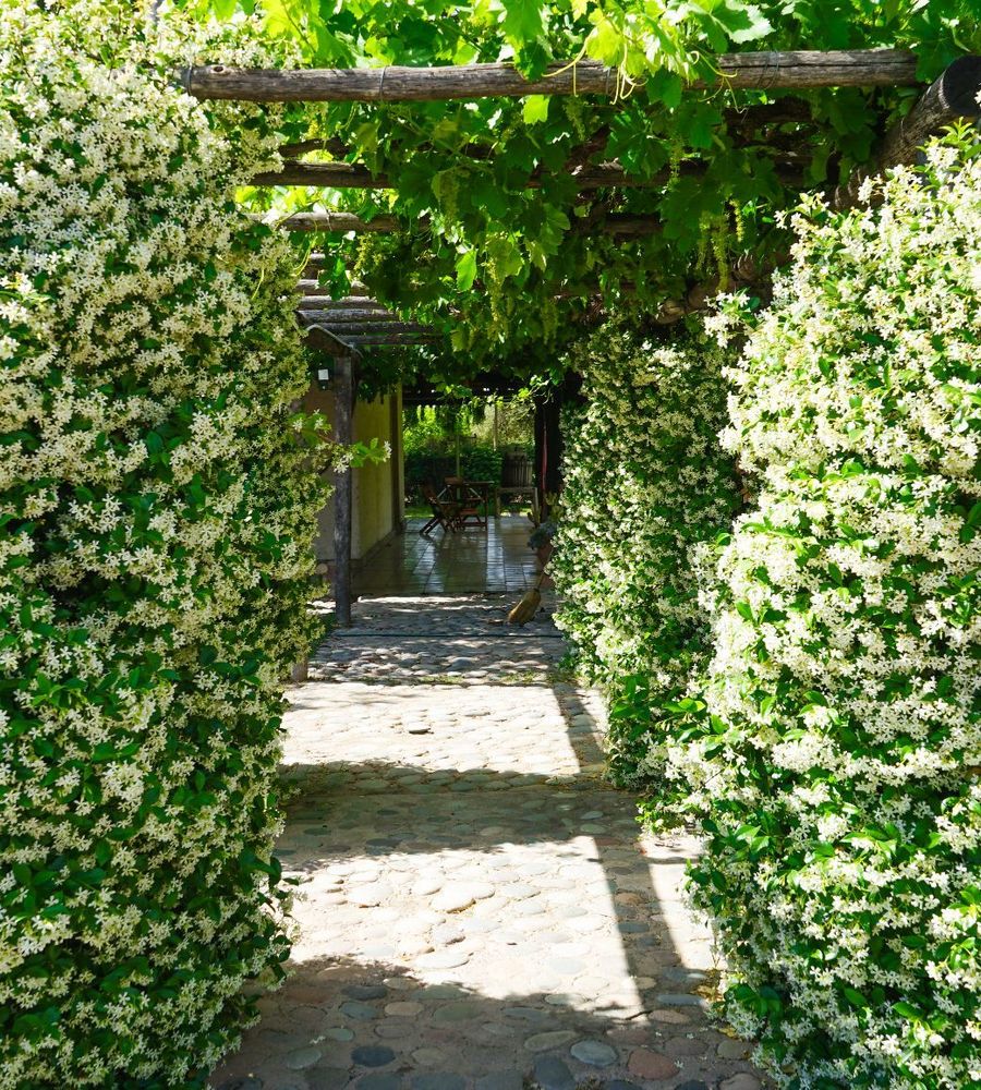 Posada Cavieres Wine Farm