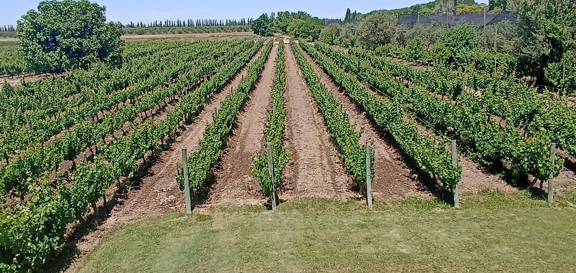 Posada Cavieres Wine Farm