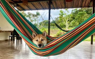 EcoHotelGlamping - Pet friendly