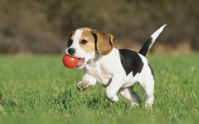 GlampingVillaLuces - Mascotas Permitidas