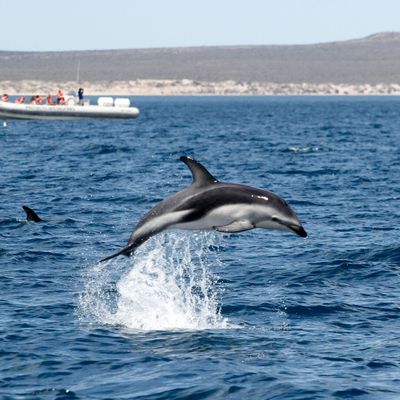 Contratá tus excursiones