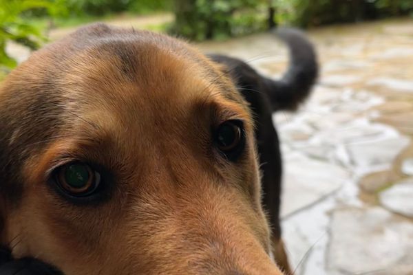 Departamento Colibri