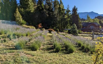 EqusPosadadeCampo - Plantacion de Lavandas