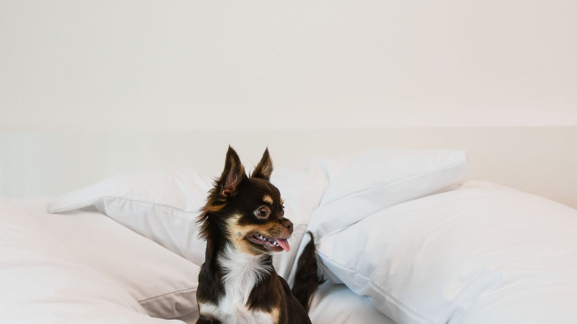 AMBARSUITE -                                 Pet Friendly                      