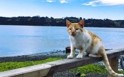 CabanasPalafitoDalmacia - 
                                    Mascotas Permitidas                                