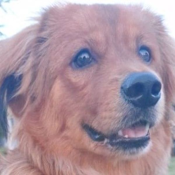 ACEPTAMOS MASCOTAS PEQUEÑAS