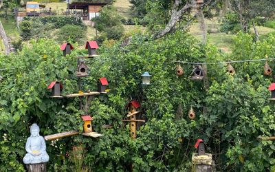 EcoHotelGlamping - Avistamiento de aves