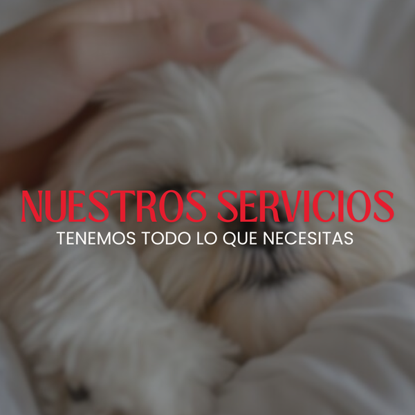 Hotel Windsor Mendoza